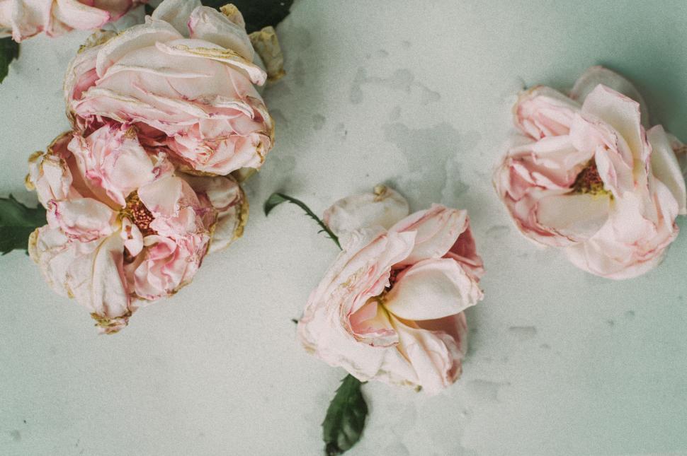 Free Image of Withered pink roses on a surface 