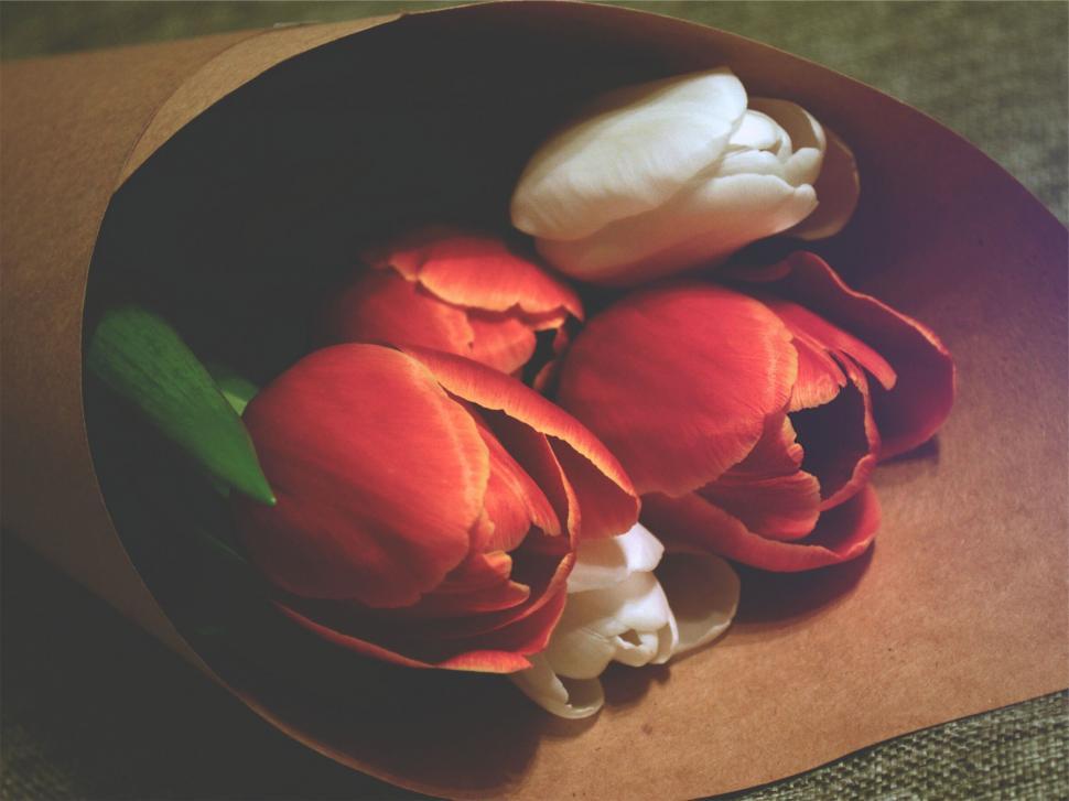 Free Image of Bouquet of red tulips wrapped in paper 