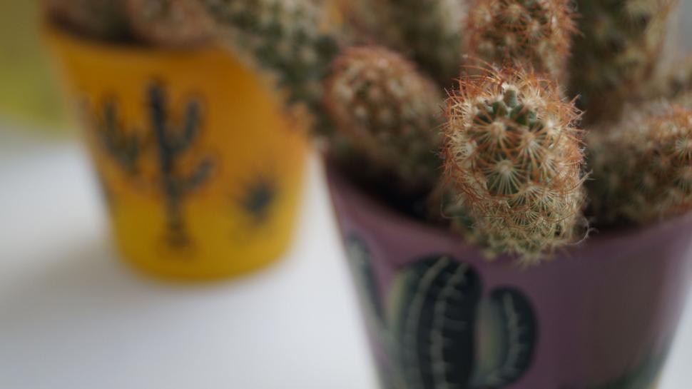 Free Image of Close-up of cacti in colorful pots 