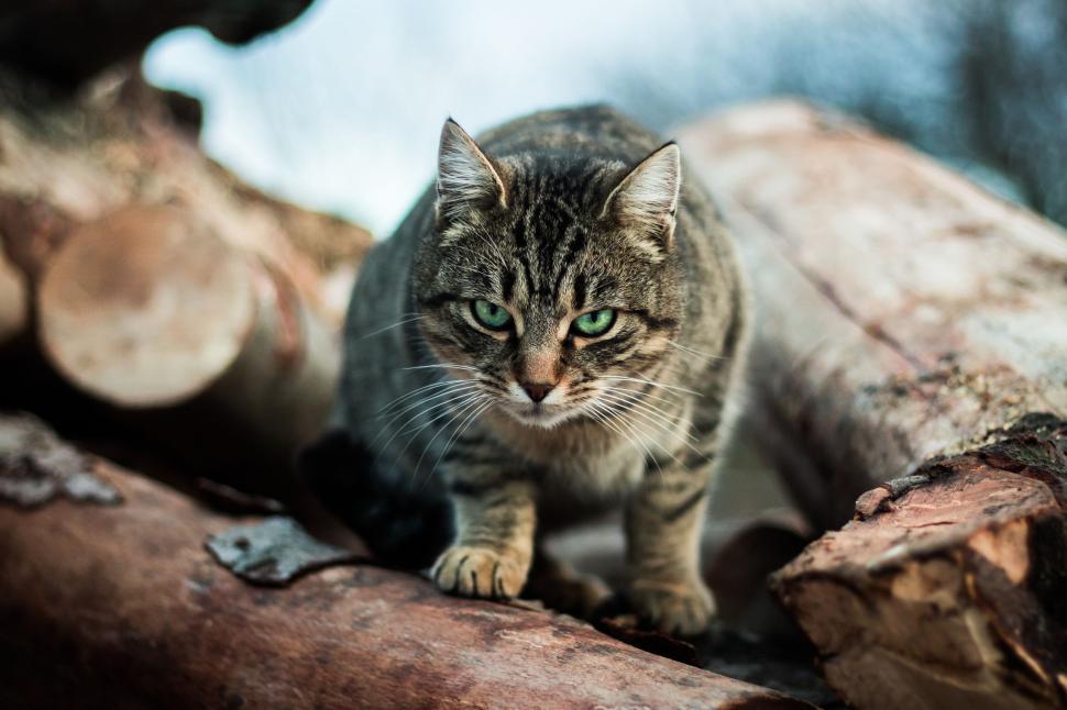 Free Image of Tabby cat on a pile of chopped wood 