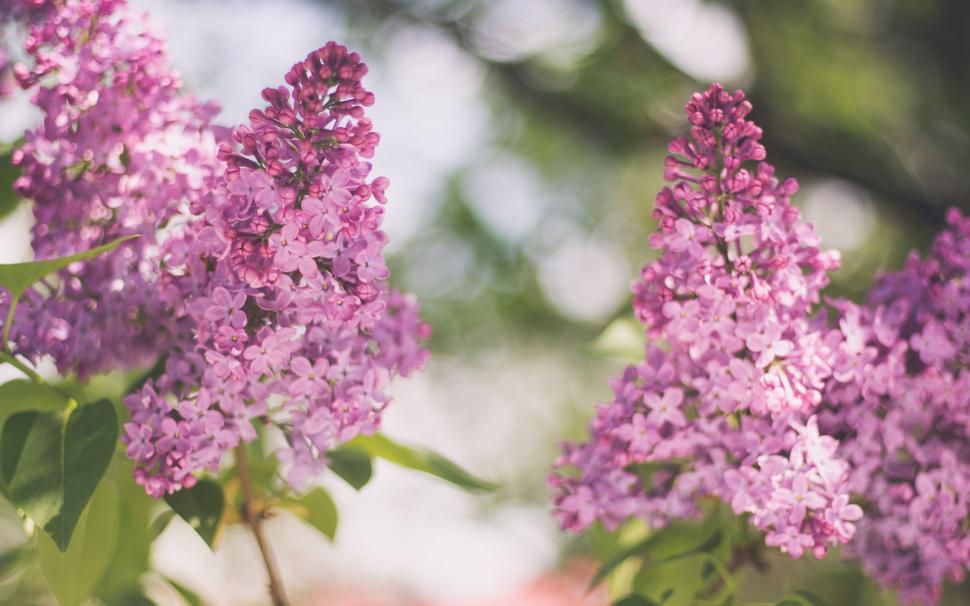 Free Image of Lilac flowers blooming in soft focus background 