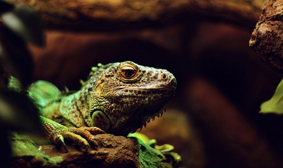 Free Image of Close-up portrait of a green iguana resting 