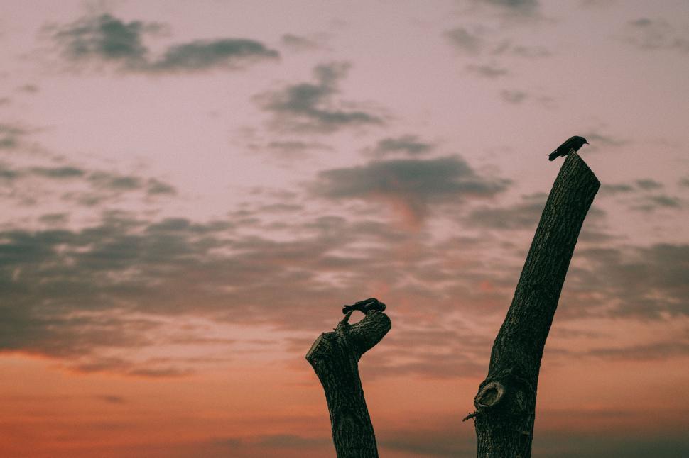 Free Image of Birds perched on dead wooden posts 