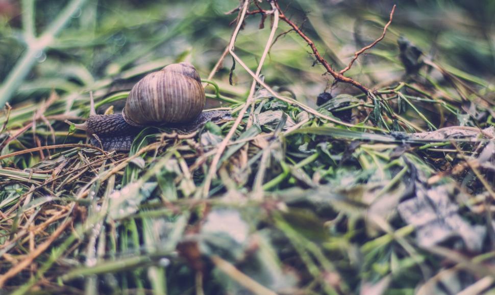 Free Image of Snail slowly crawling on the forest floor 