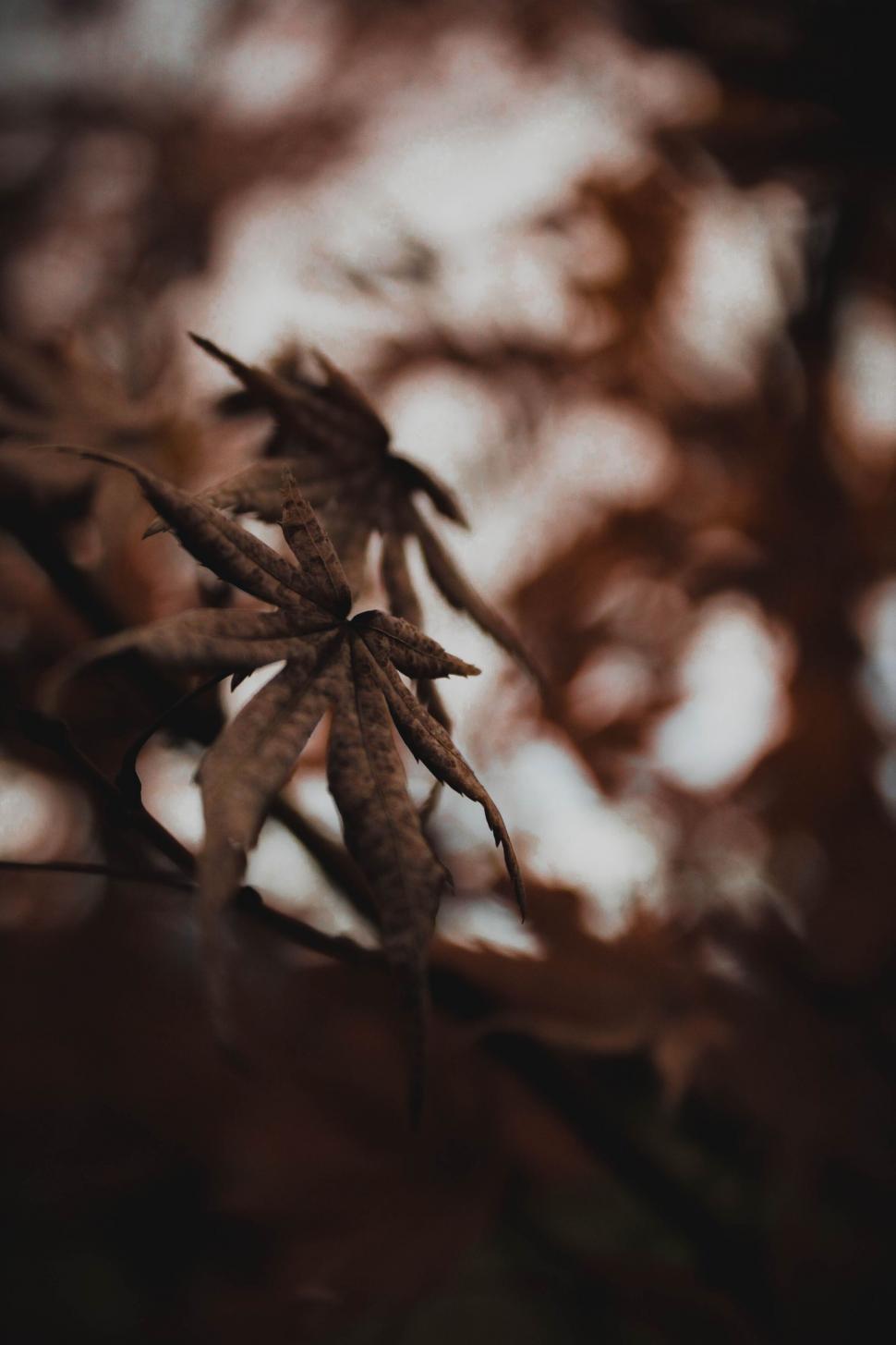 Free Image of Withered leaves in autumnal forest setting 