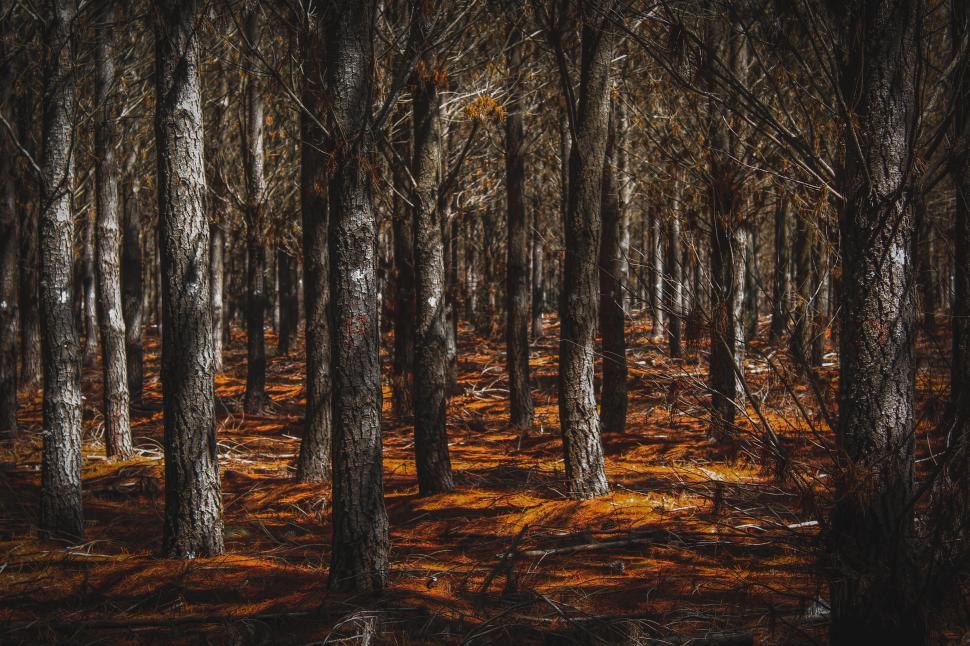 Free Image of Dark haunting forest with fallen leaves 
