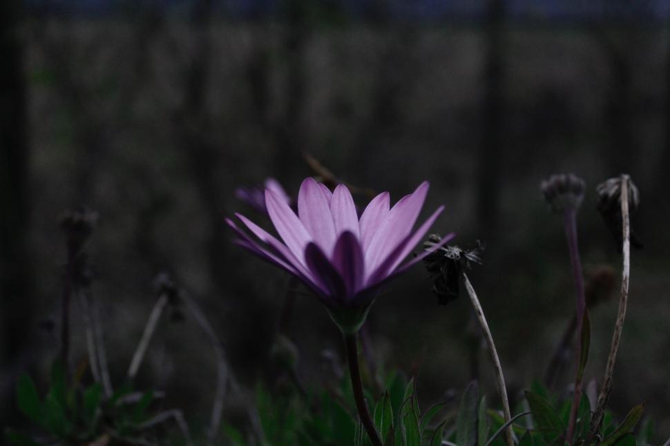 Free Image of Single Purple Flower Standing Out in Field 