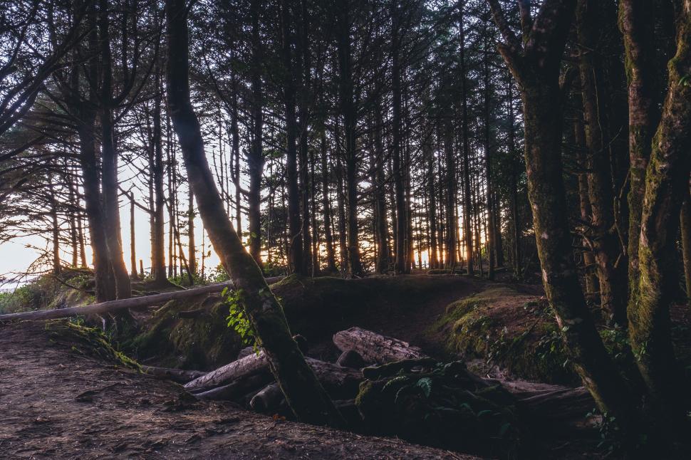 Free Image of Sunset filtering through a coastal forest 