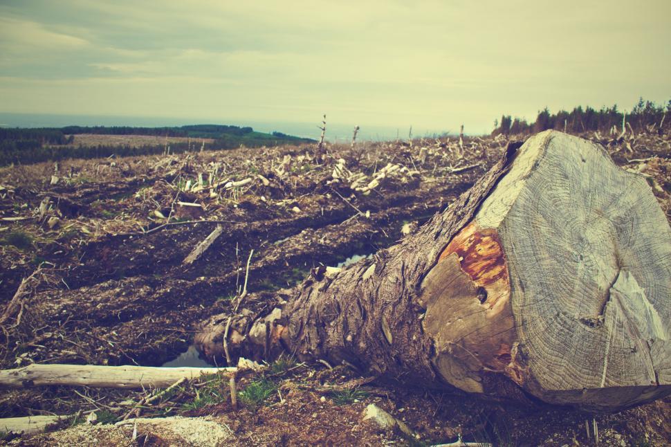 Free Image of Deforested landscape with a single felled log 