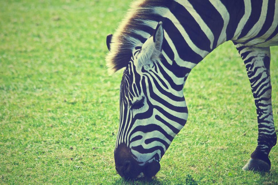 Free Image of Grazing zebra on a green grass field 
