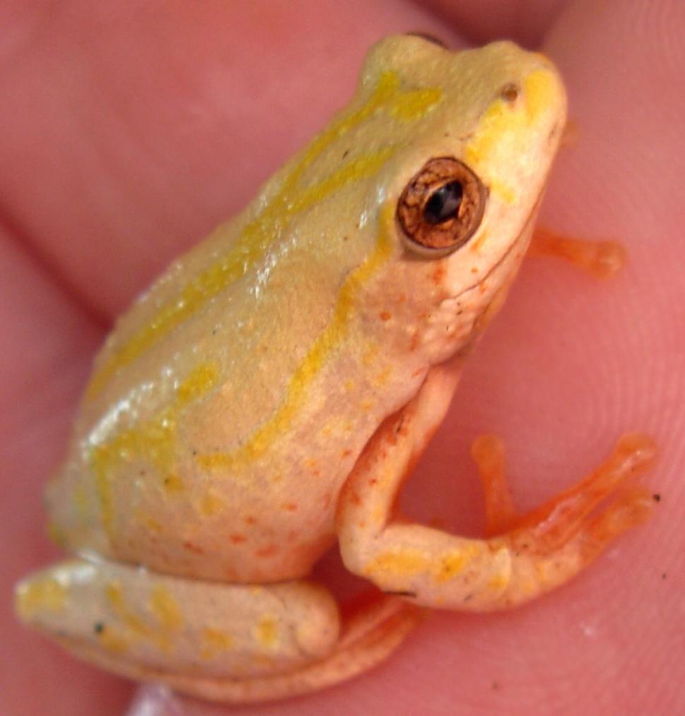 Free Image of Small Yellow Frog Sitting on Top of a Persons Hand 