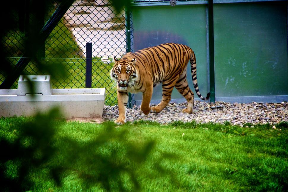 Free Image of Tiger pacing in an enclosure at a zoo 