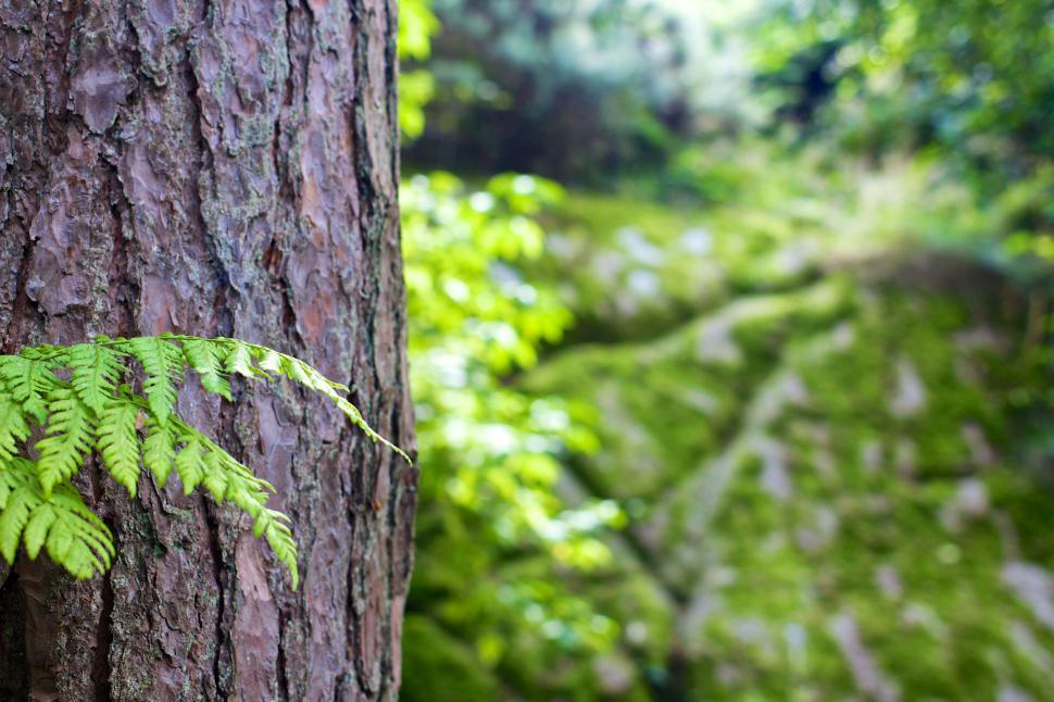 Free Image of Close-up of fern leaf against tree bark 