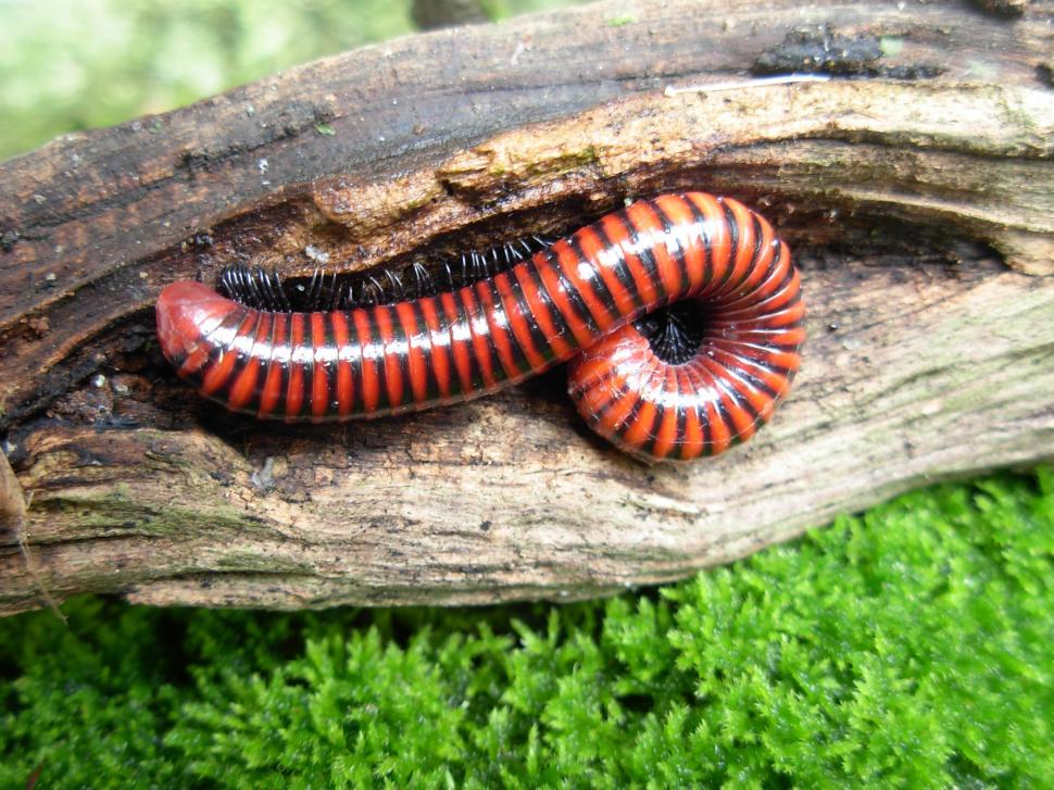 Free Image of Close Up of a Red and Black Caterpillar 