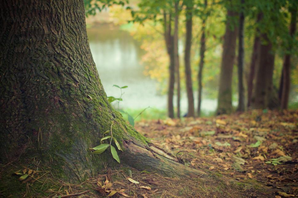 Free Image of Tree trunk close-up with a blurred lake background 