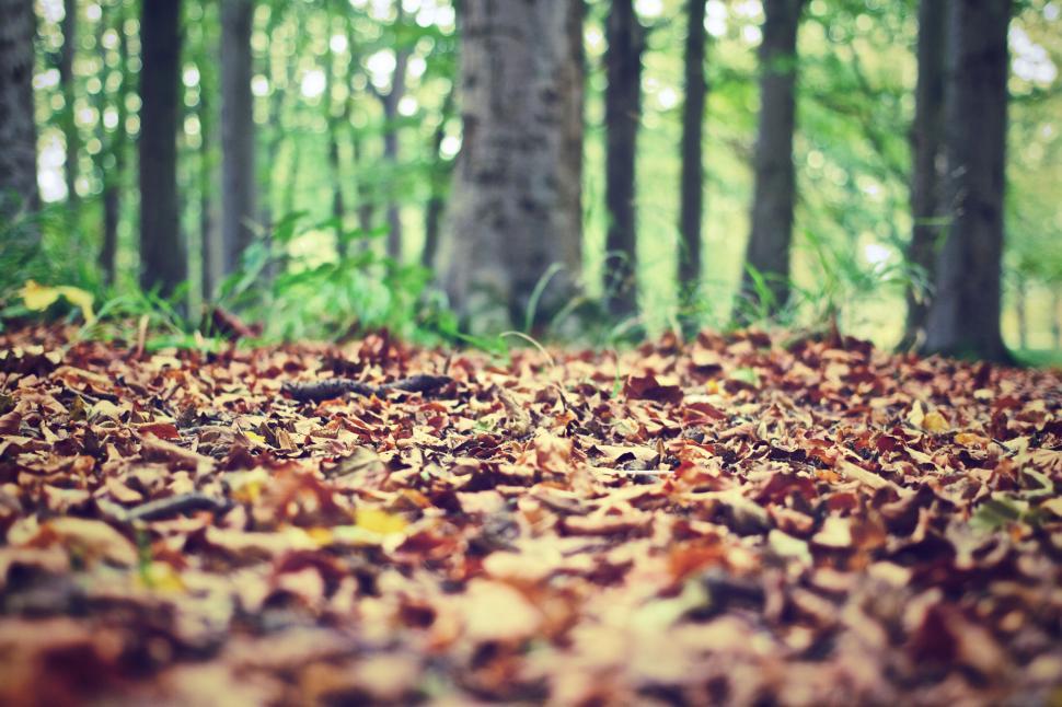 Free Image of Autumn leaves carpeting a forest floor 