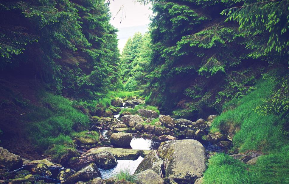 Free Image of Serene forest stream amidst lush greenery 