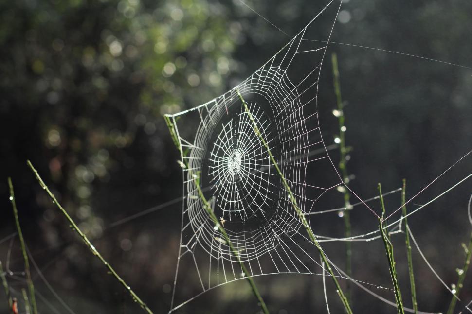 Free Image of Dew on spider web in morning sunlight 