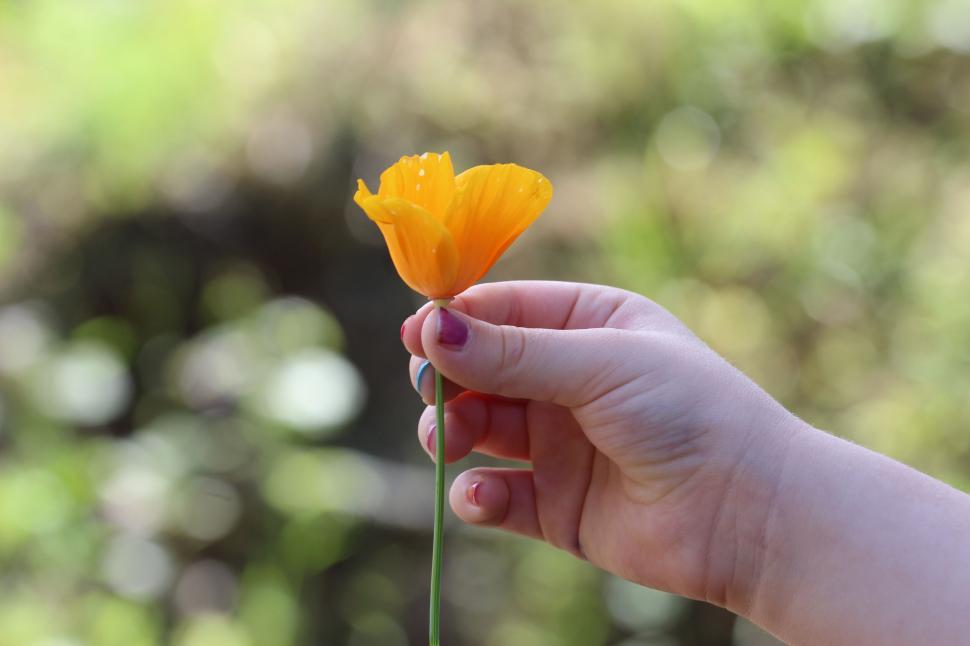 Free Image of Delicate poppy held in hand against blur 