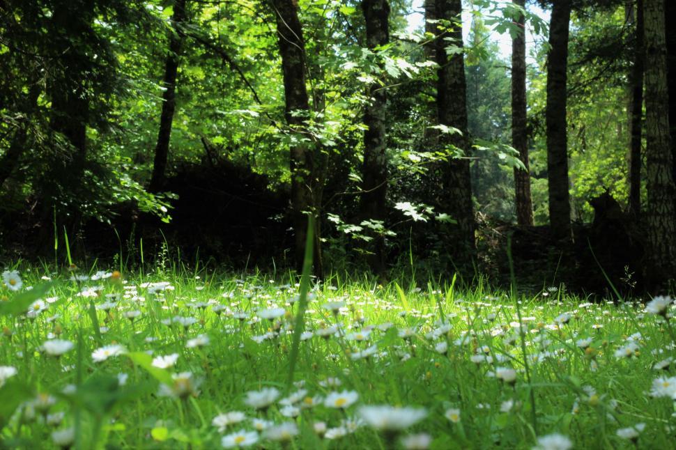 Free Image of Serene sunlit forest with white flowe 