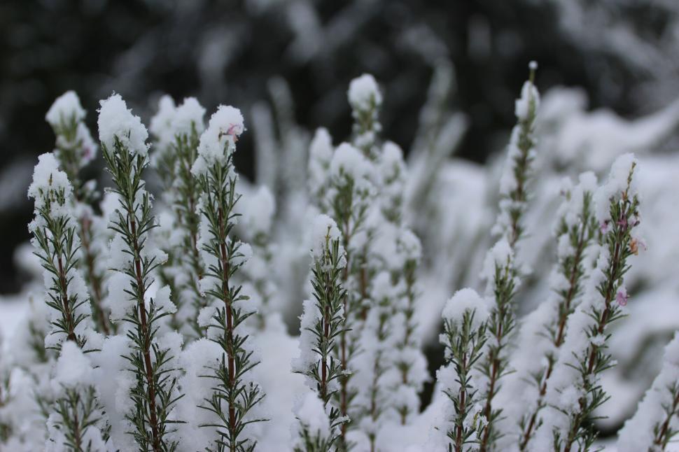 Free Image of Freshly snow-covered heather plants 