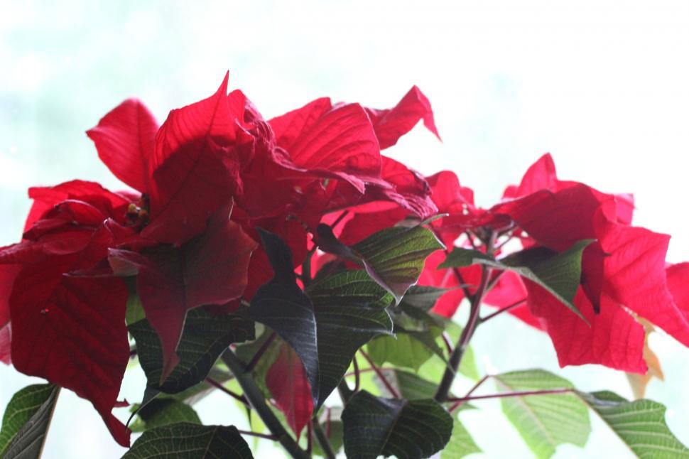 Free Image of Vibrant poinsettia plant with red lea 