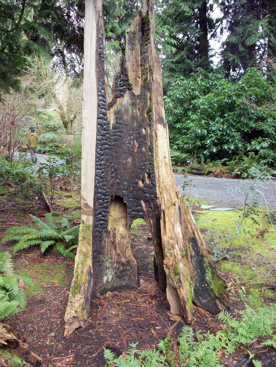 Free Image of Burnt Tree 