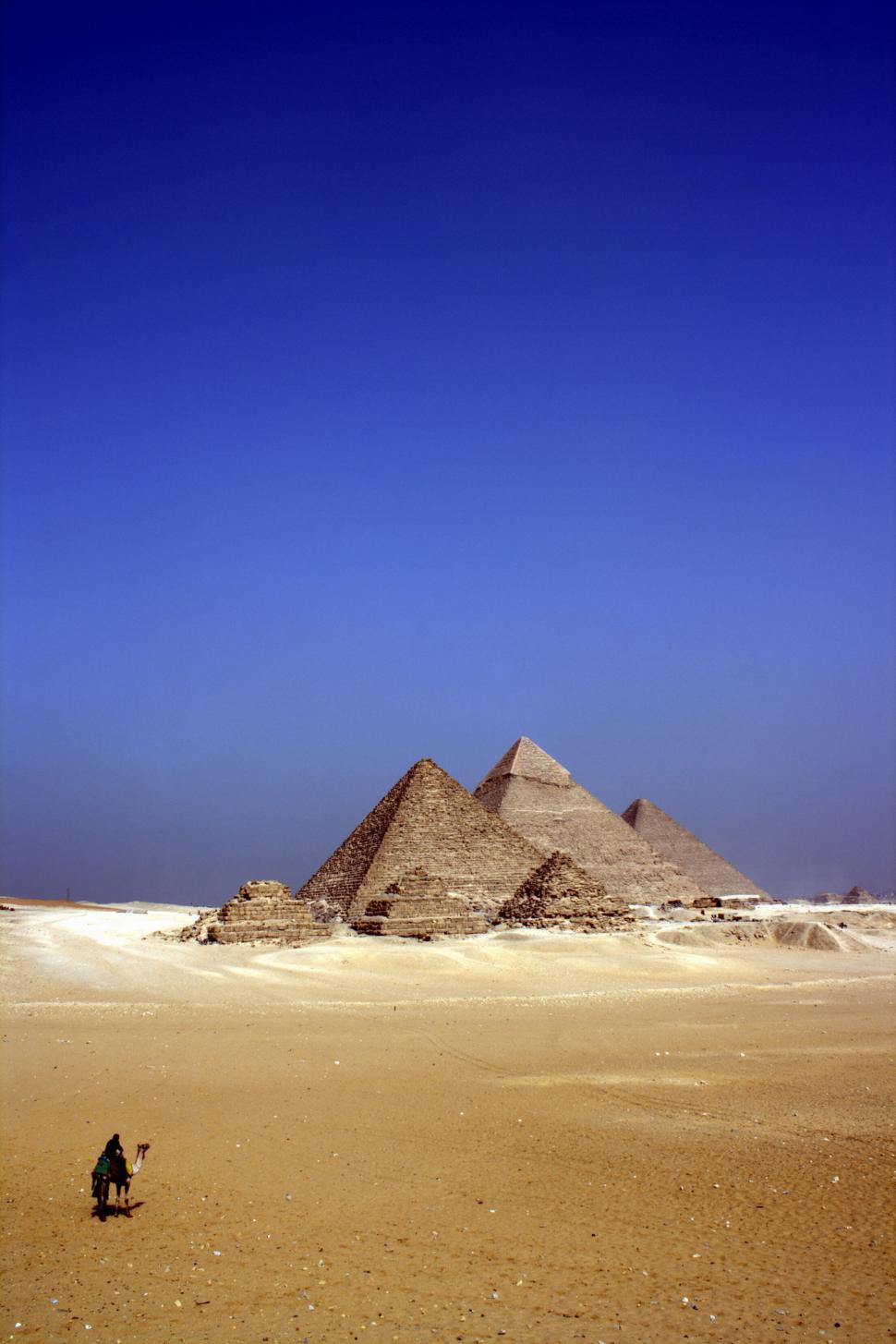 Free Image of Camel and pyramids of Giza on sunny day 