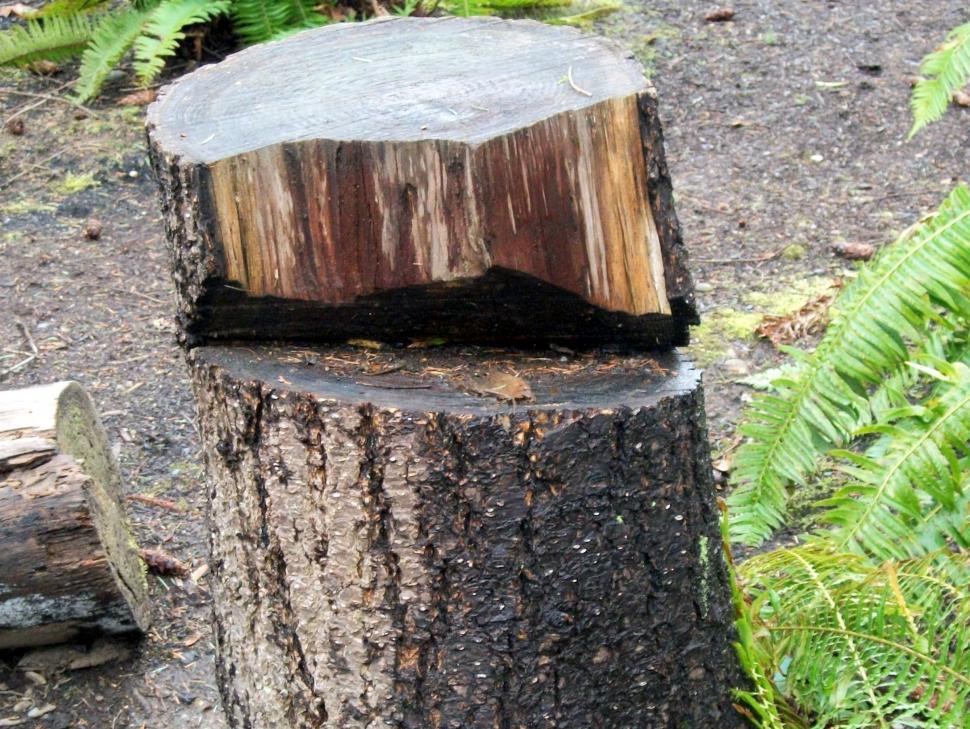 Free Image of Tree Stump Cut Down in Forest 