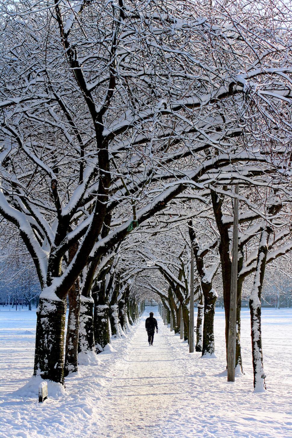 Free Image of Snow-covered path with a row of trees 