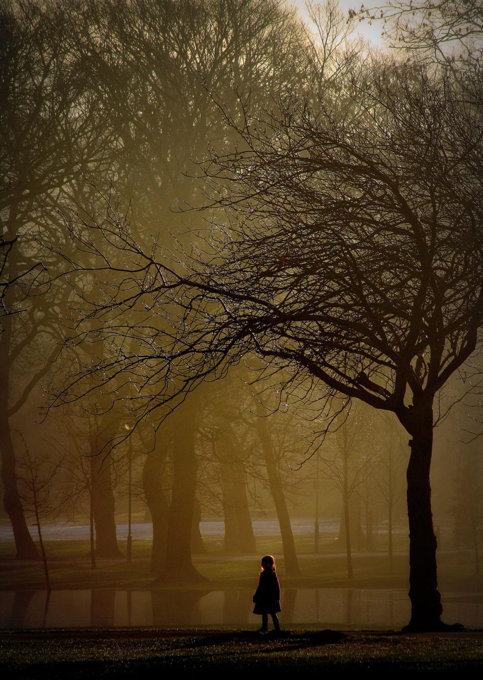 Free Image of Solitary figure under foggy trees 