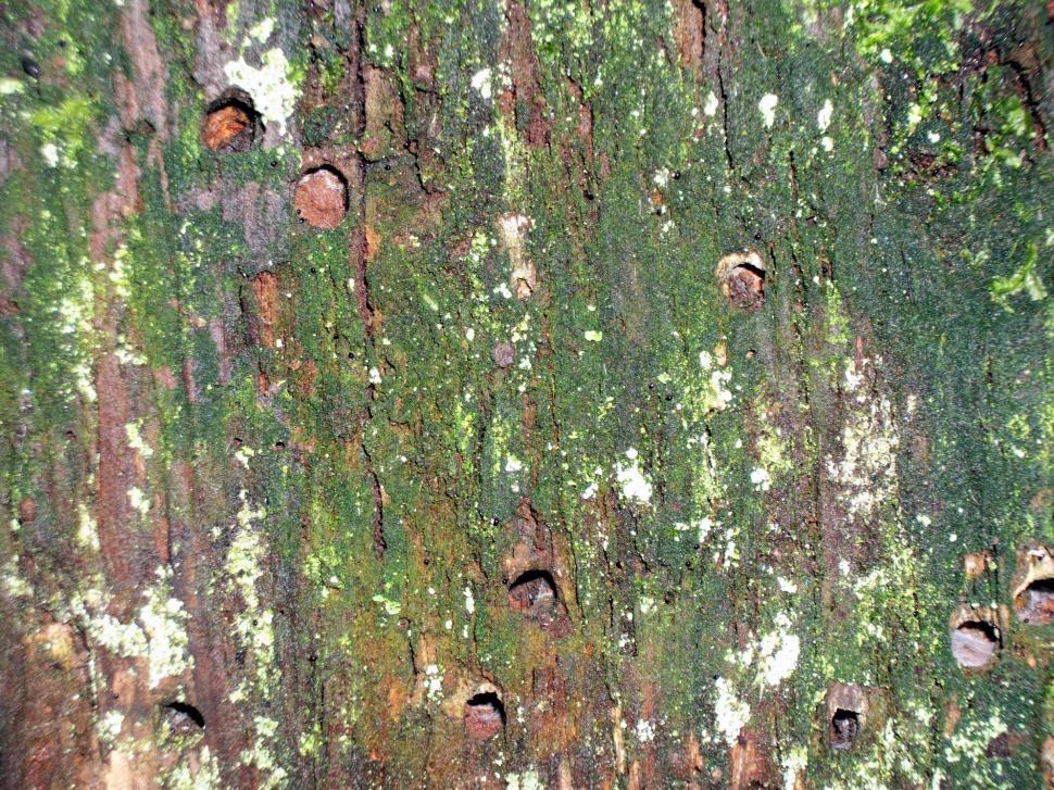 Free Image of Close Up of Tree With Many Holes 