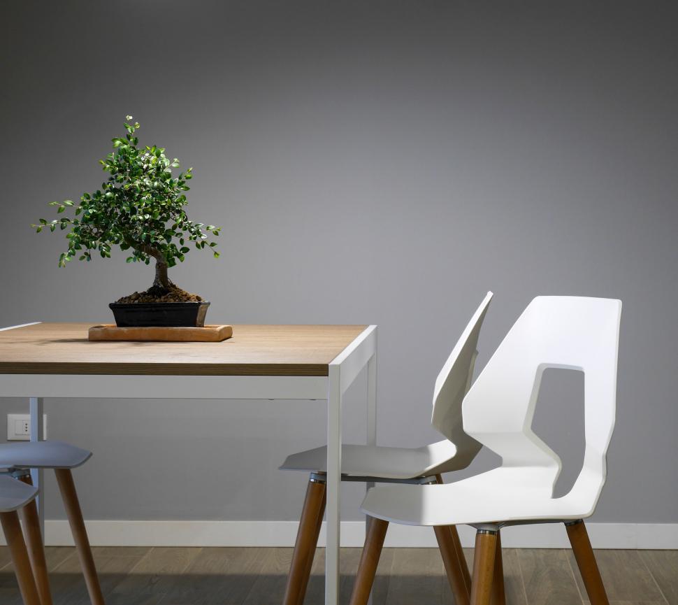 Free Image of Modern minimalist office with bonsai tree 
