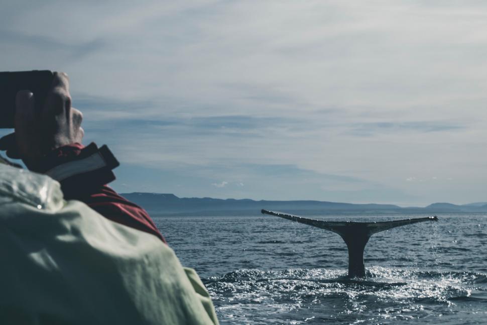 Free Image of Man photographing whale tail from boat 