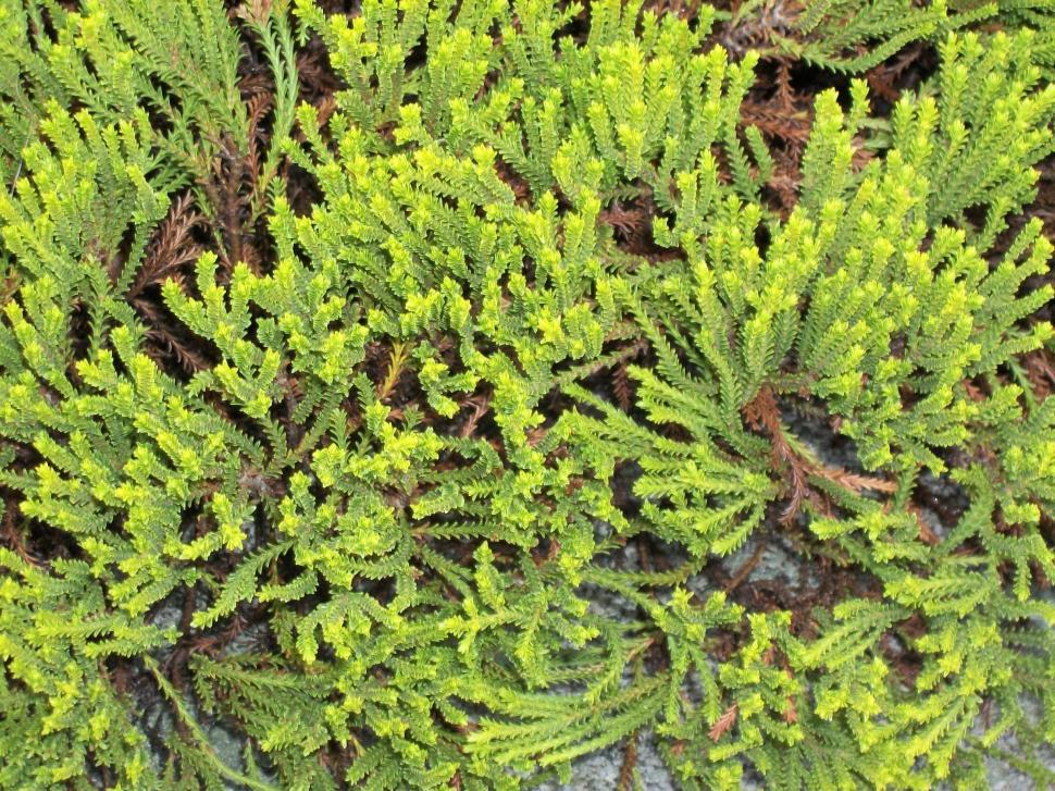 Free Image of Ground Cover 