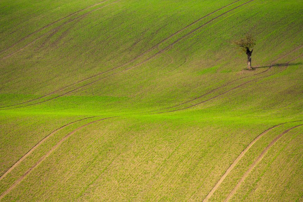 Free Image of Wavy Patterned Green Field and Lone Tree 