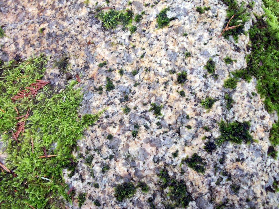 Free Image of Close Up of Rock With Moss Growth 