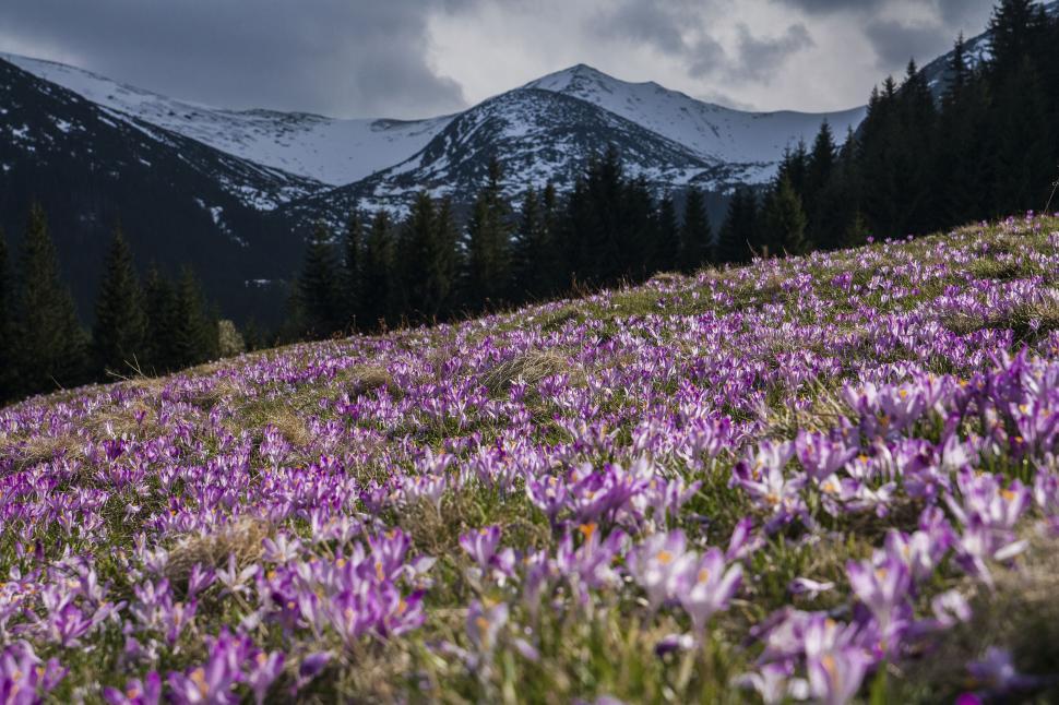 Free Image of Field of purple crocuses with mountain backdrop 