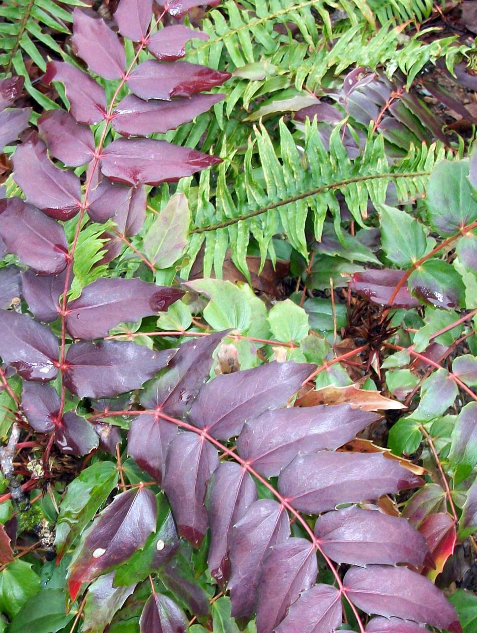 Free Image of Colorful bush leaves 