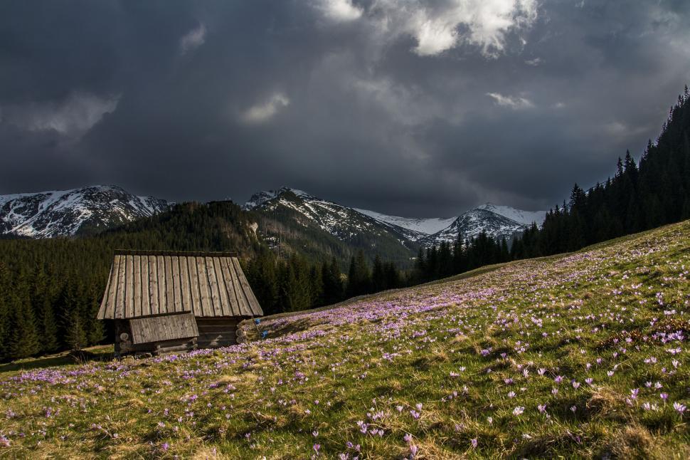 Free Image of Mountain cabin amidst spring flowers 