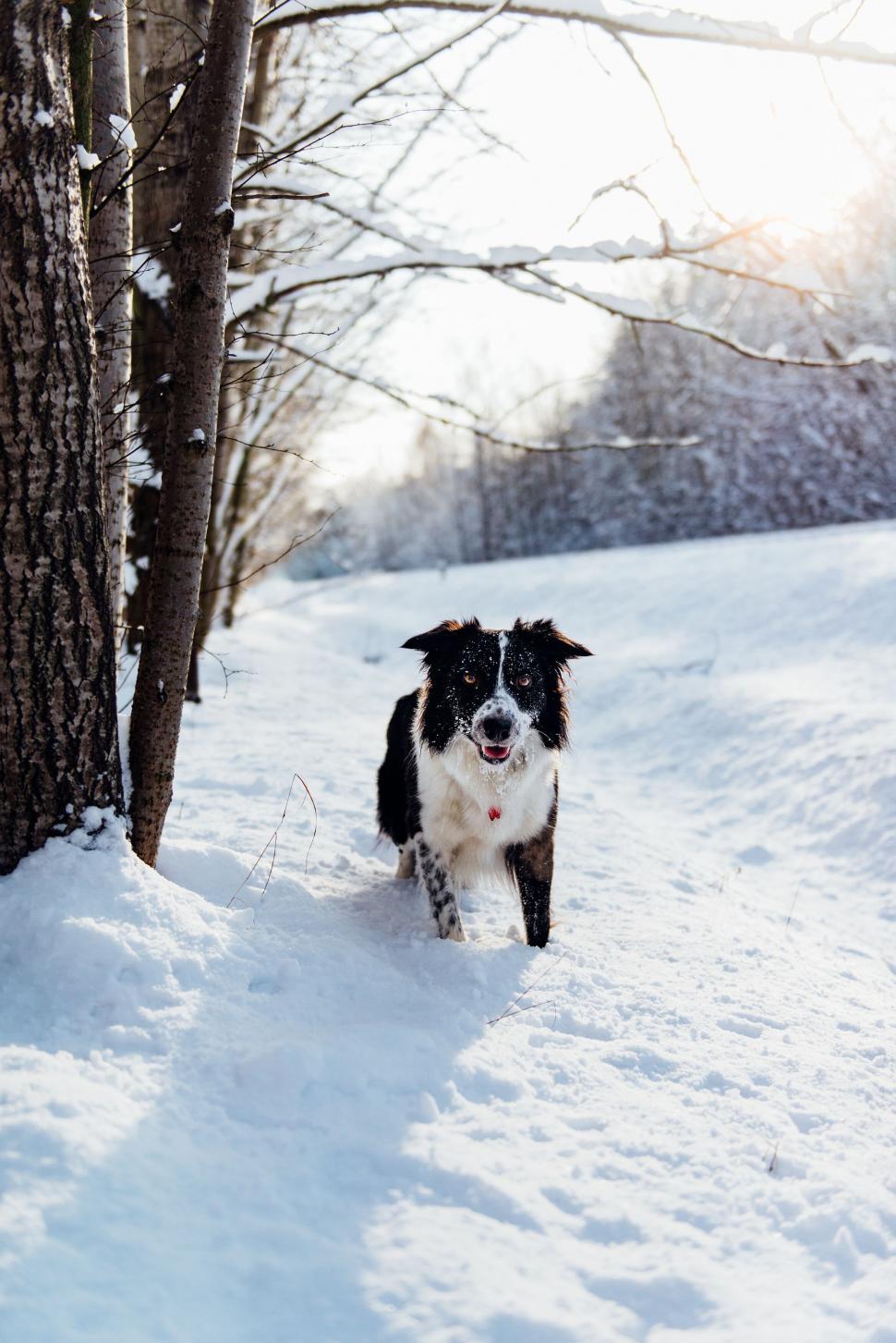 Free Image of Border Collie on snowy day in the woods 