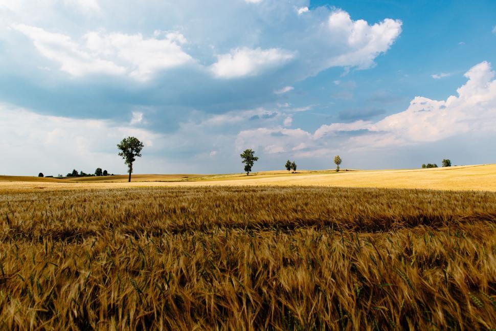 Free Image of Expansive wheat field under blue sky 