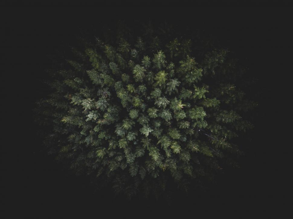 Free Image of Aerial view of dense forest from above 