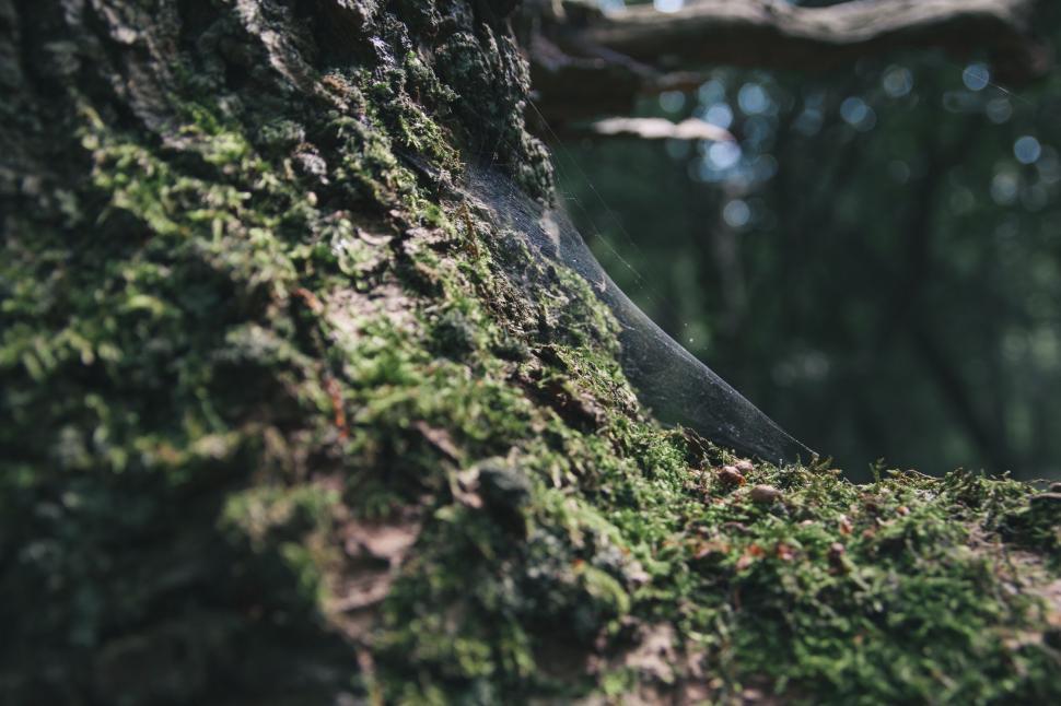 Free Image of Close-up of spiderweb on a mossy tree bark 