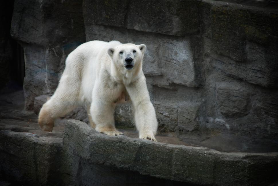 Free Image of Polar bear on rocks looking alert 