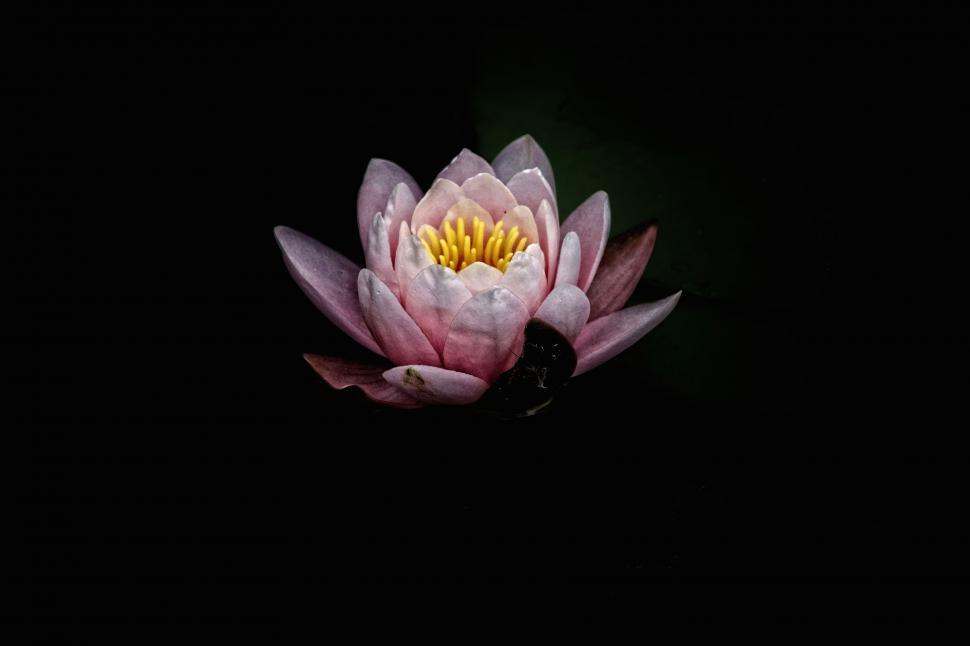 Free Image of Water lily blooming in darkness 