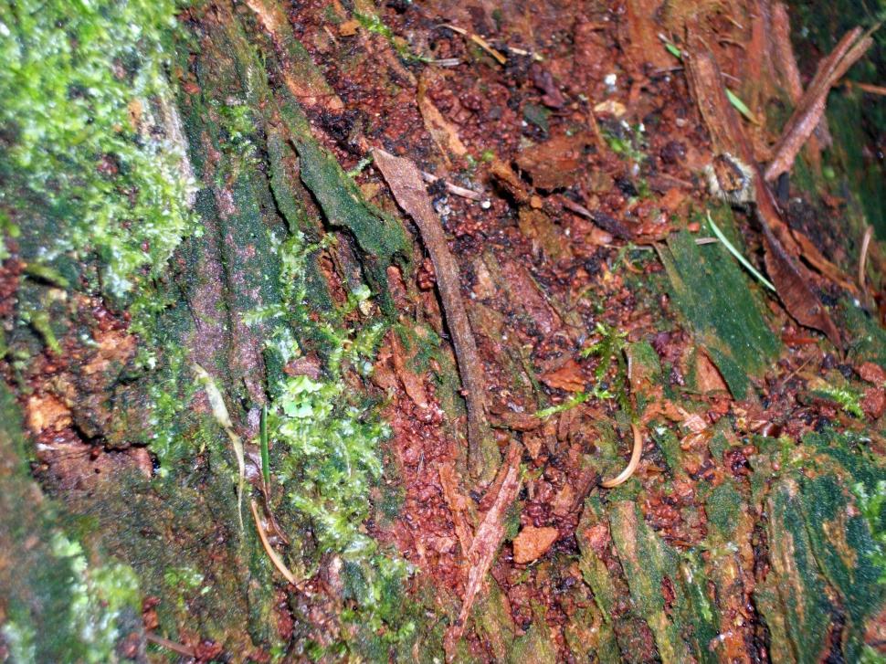 Free Image of Close-Up of Tree Trunk With Moss 