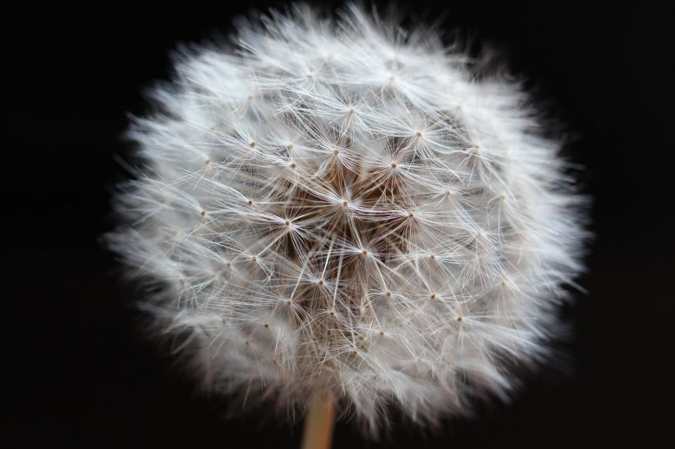 Free Image of Detailed close-up of a dandelion seed head 