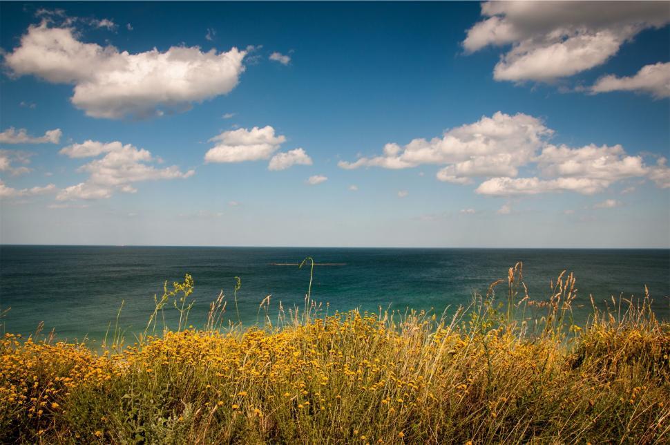 Free Image of Idyllic sea view with wildflowers 