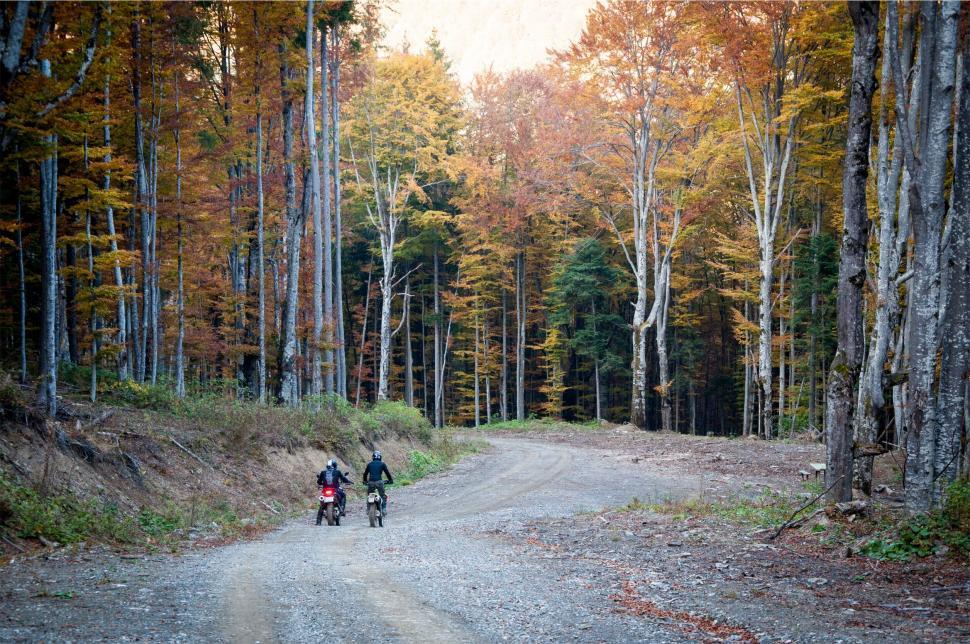 Free Image of Cyclists on a trail in an autumnal forest 